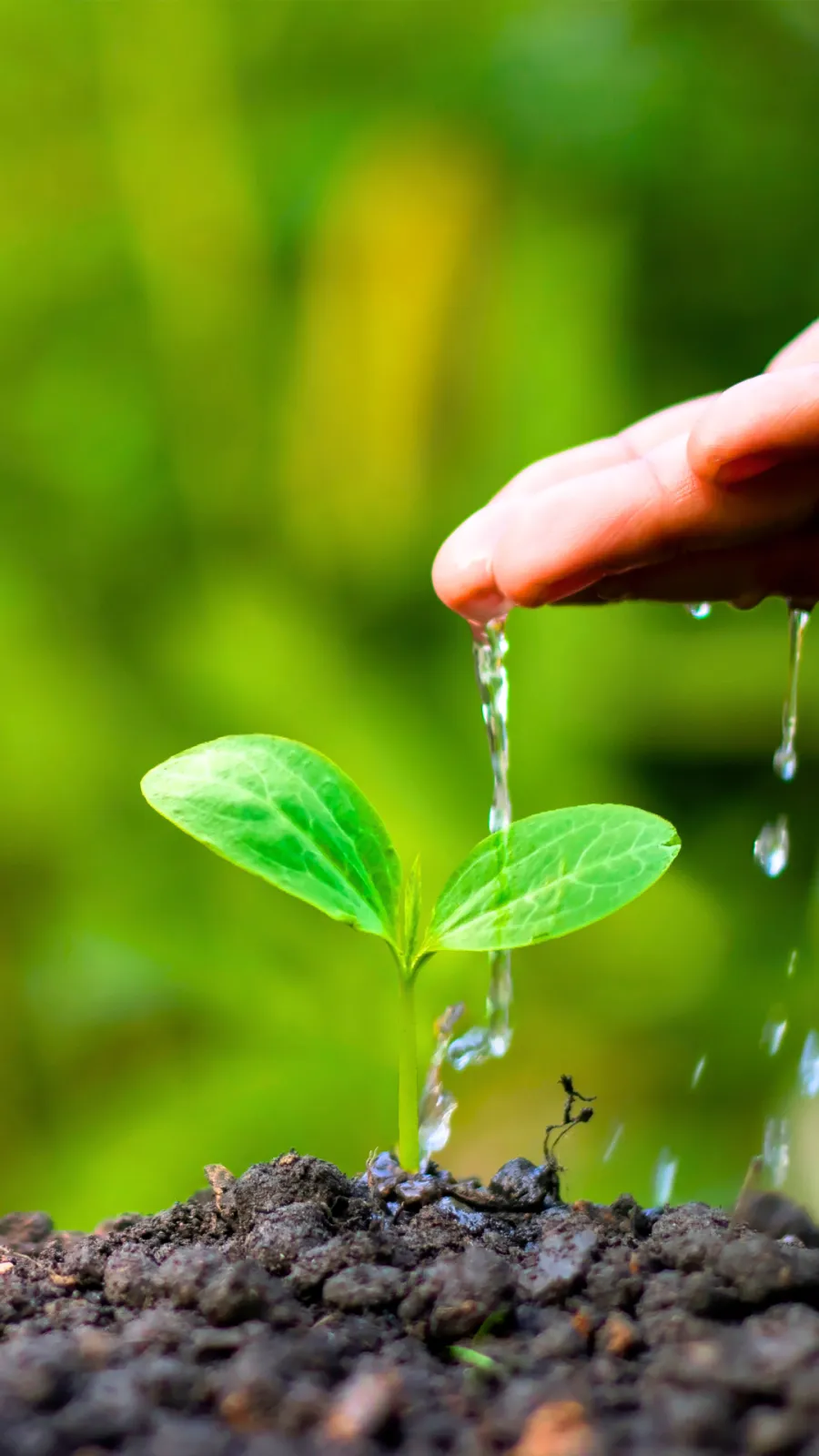 Mão regando uma muda recém-plantada na terra, com vegetação verde ao fundo